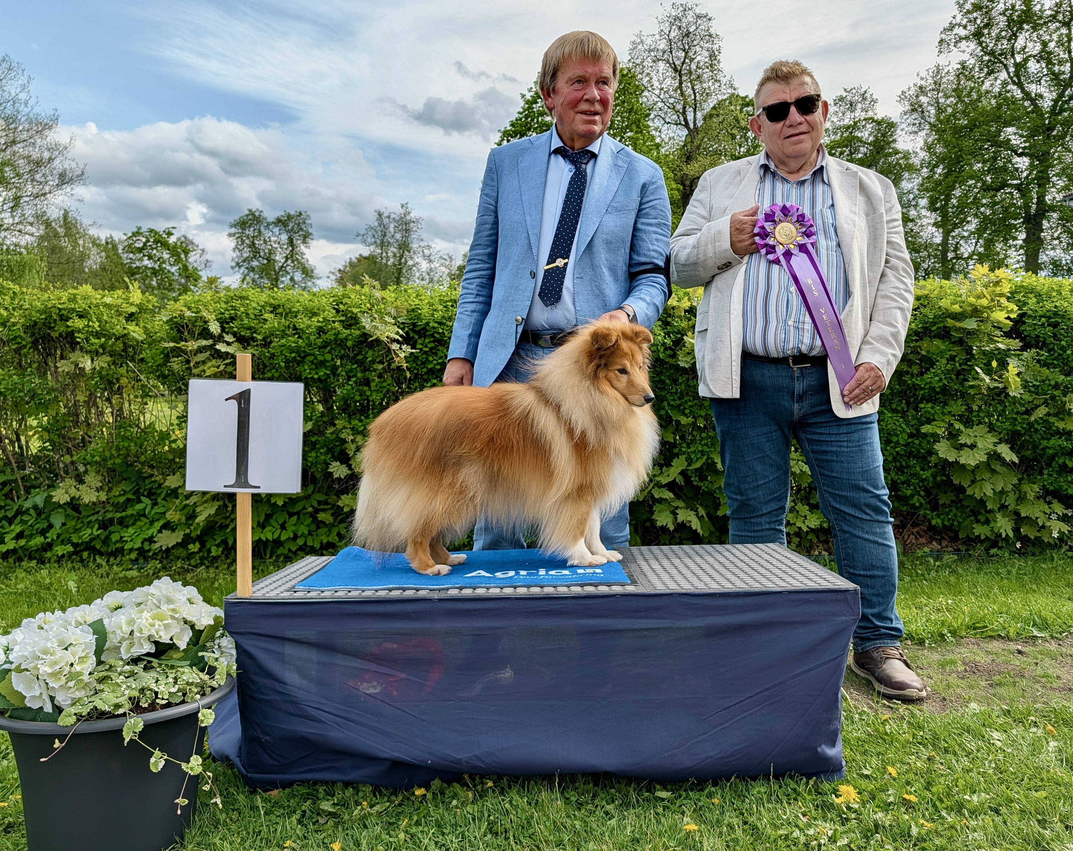 BIS-1 Veteraner lördag - Shetland Sheepdog