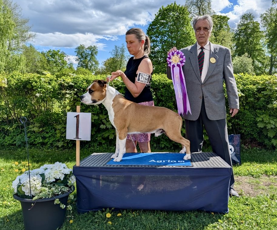BIS-1 Veteraner söndag - American Staffordshire Terrier