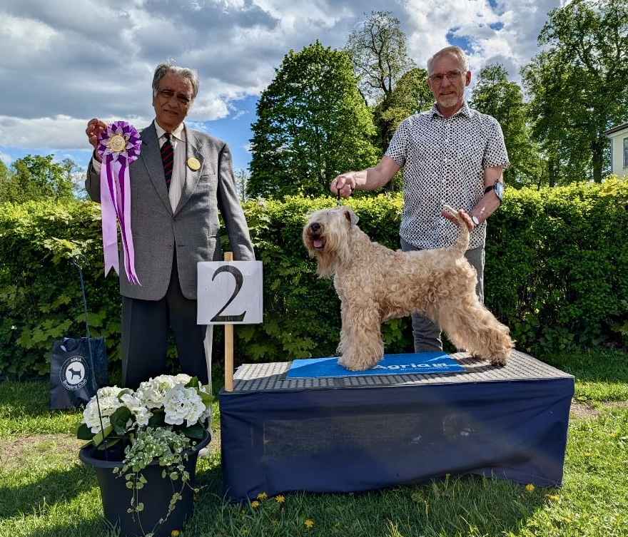 BIS-2 Veteraner söndag - Irish Softcoated Wheaten Terrier