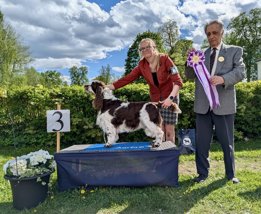 BIS-3 Veteraner söndag - Engelsk Springer Spaniel