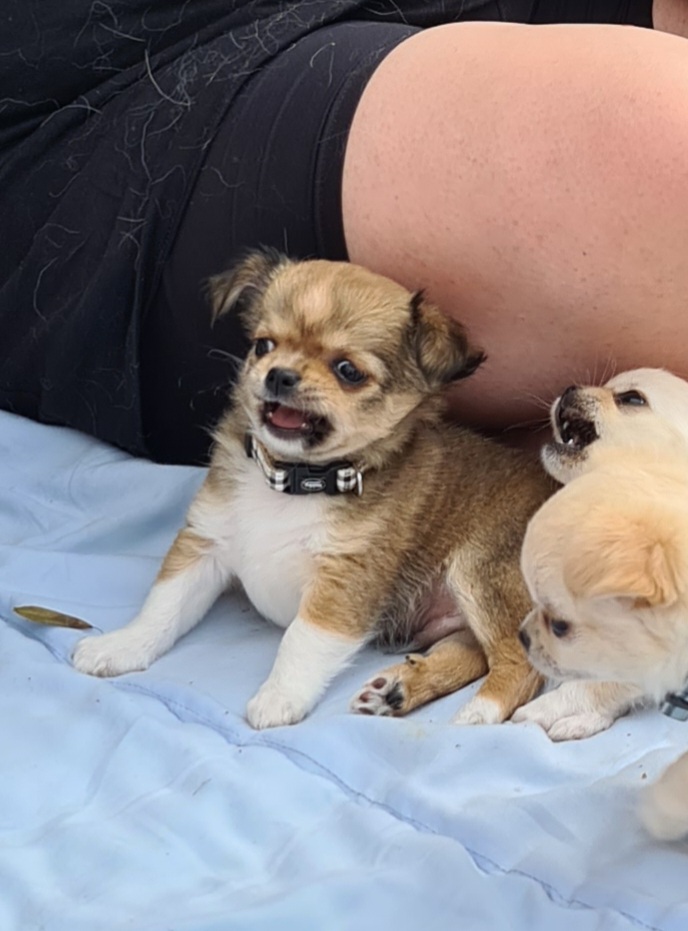 Chihuahua, långhårig