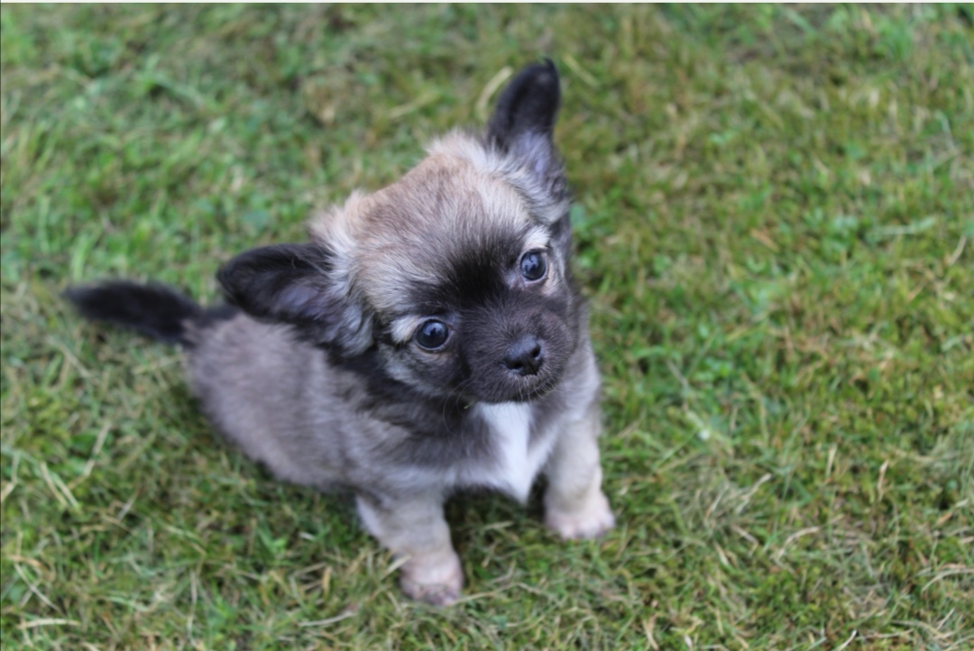 Chihuahua, långhårig