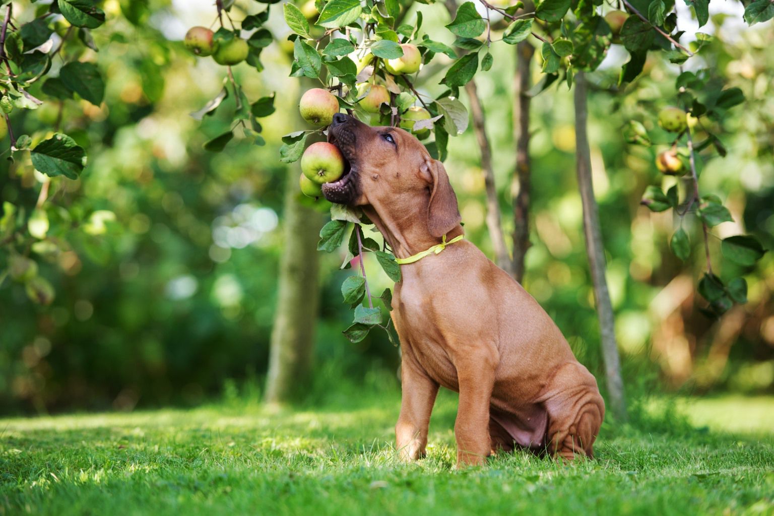 Rhodesian Ridgeback