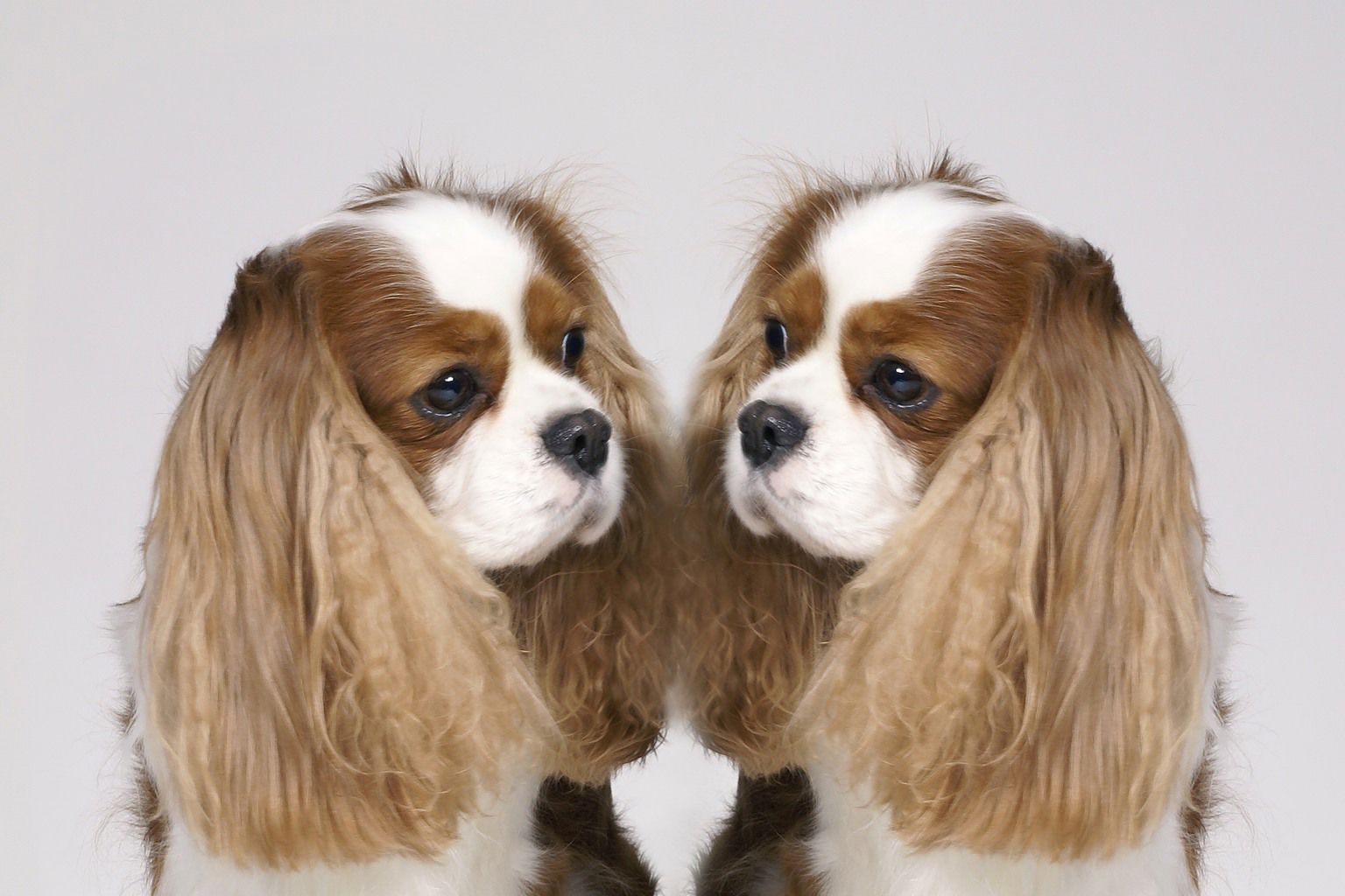 cavalier king charles spaniel
