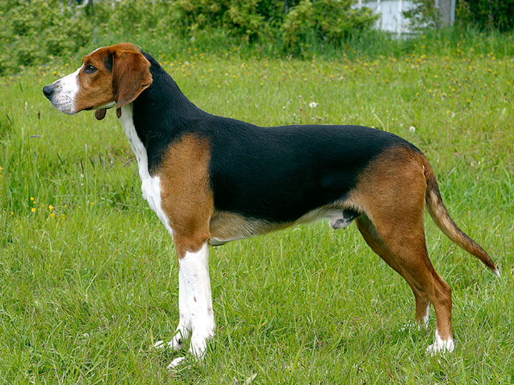 Finnish hound