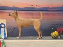 American Hairless Terrier 