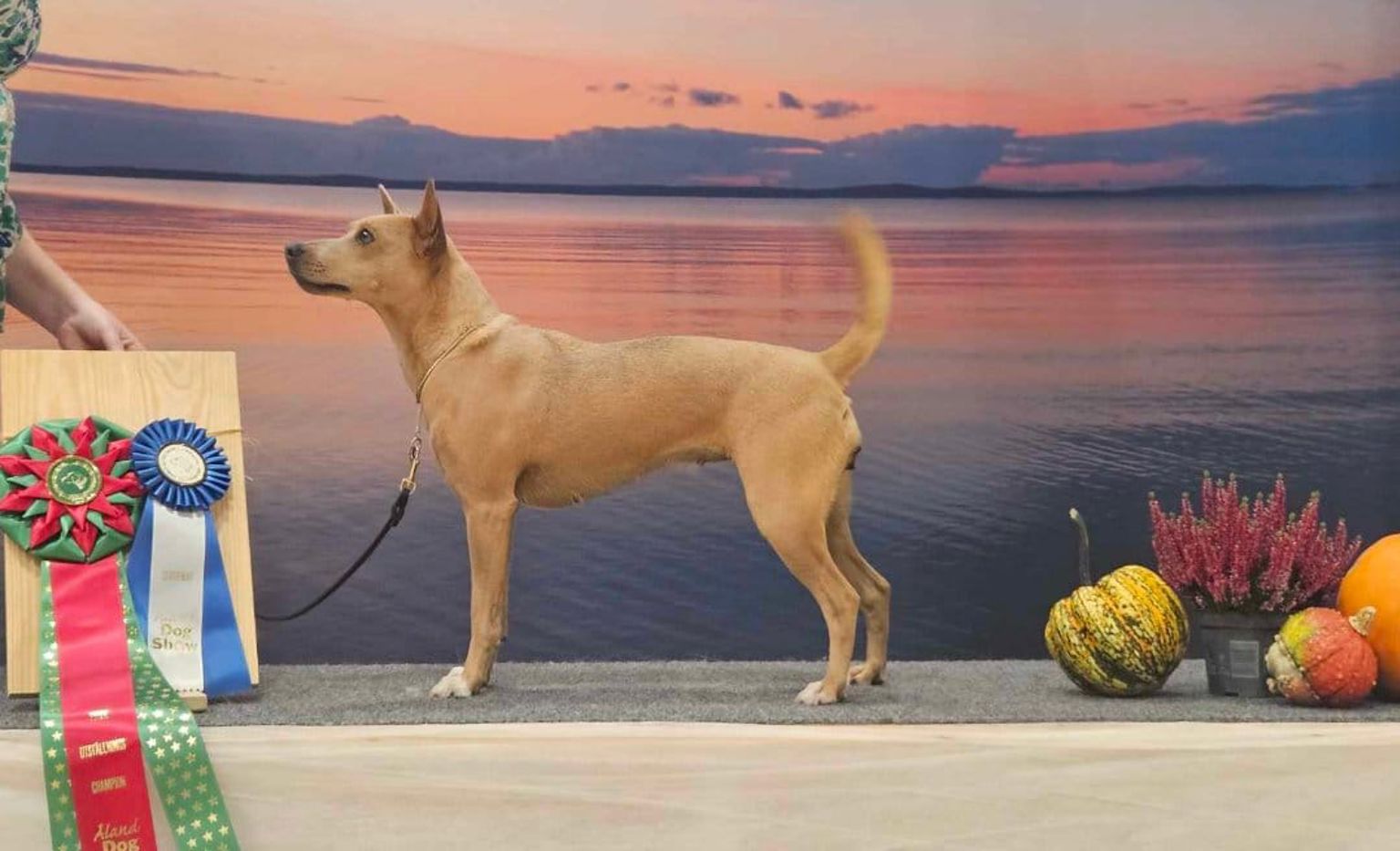 American Hairless Terrier 