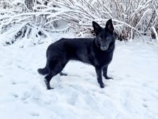 Vostotjnoevropejskaja ovtjarka