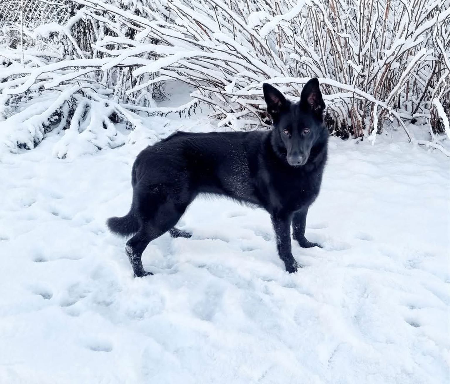 Vostotjnoevropejskaja ovtjarka