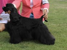 Amerikansk cockerspaniel