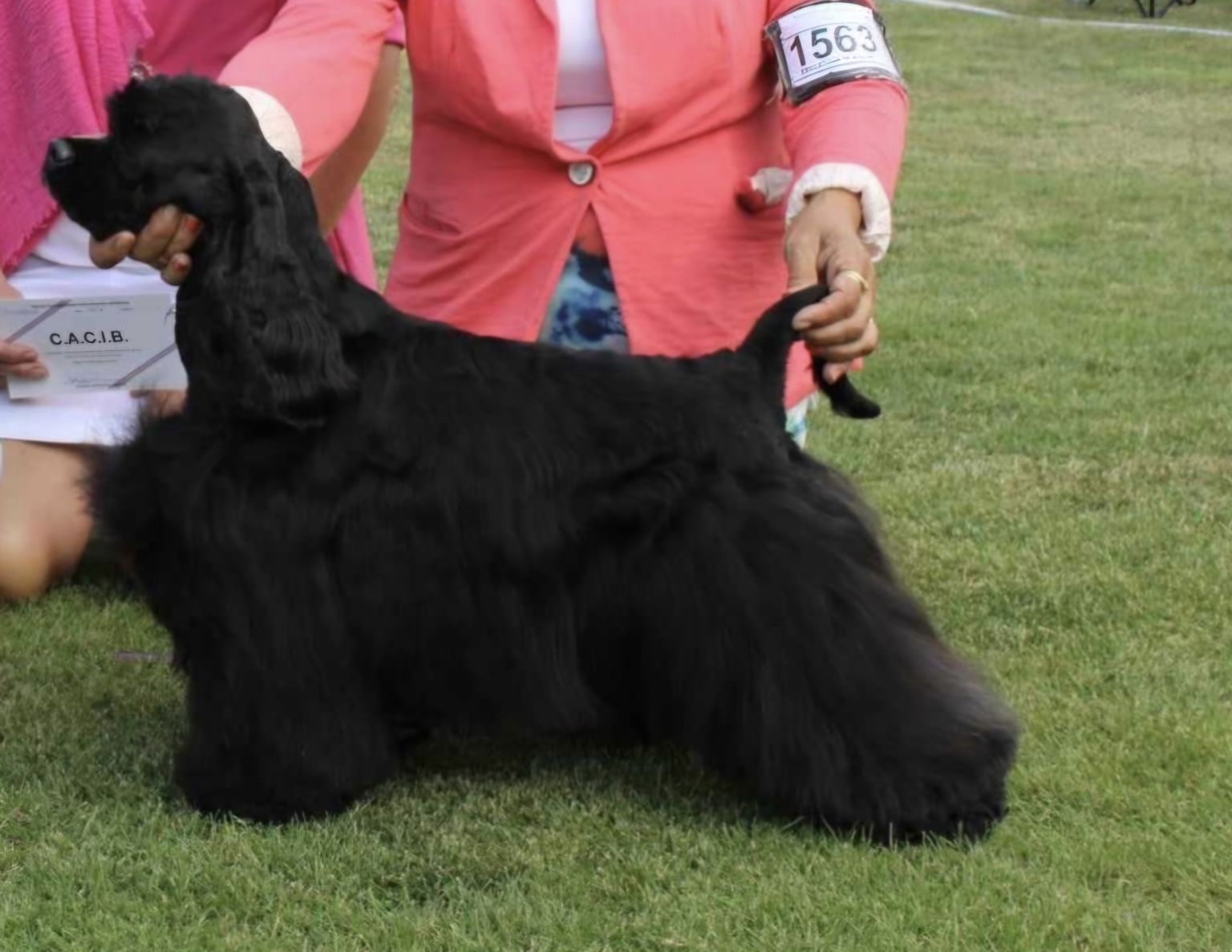 Amerikansk cockerspaniel
