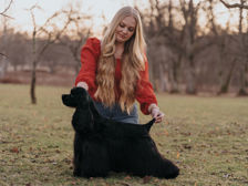 amerikansk cocker spaniel