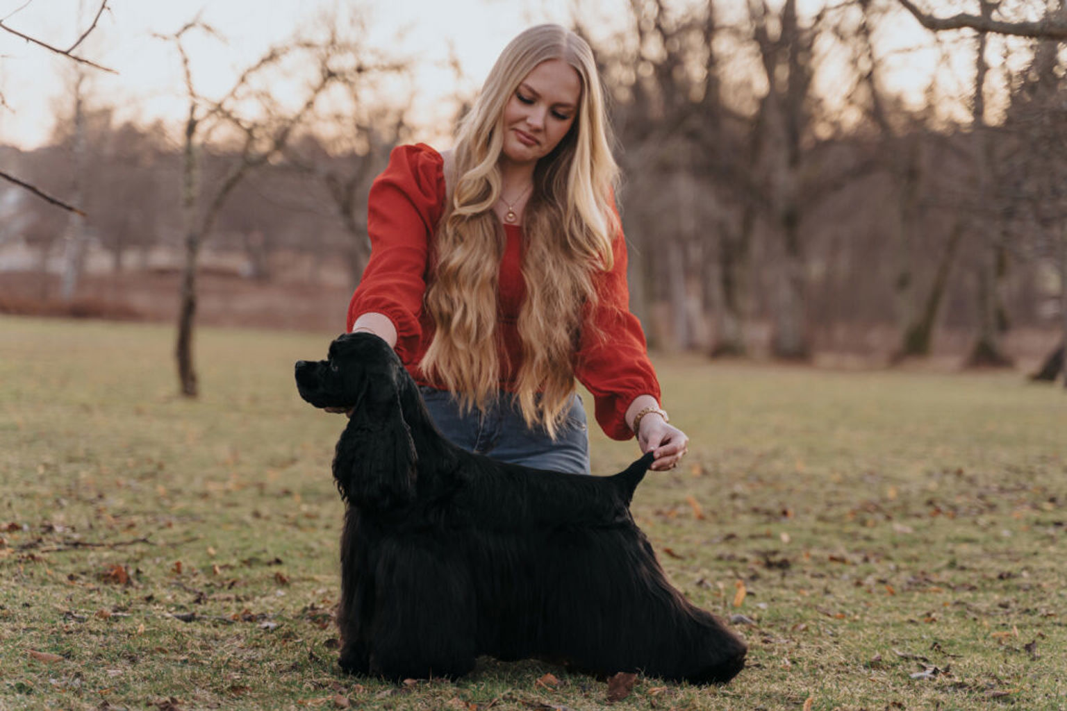 amerikansk cocker spaniel