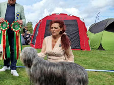 Bearded collie