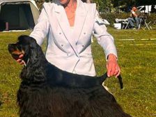 Amerikansk cockerspaniel