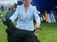 Amerikansk cockerspaniel