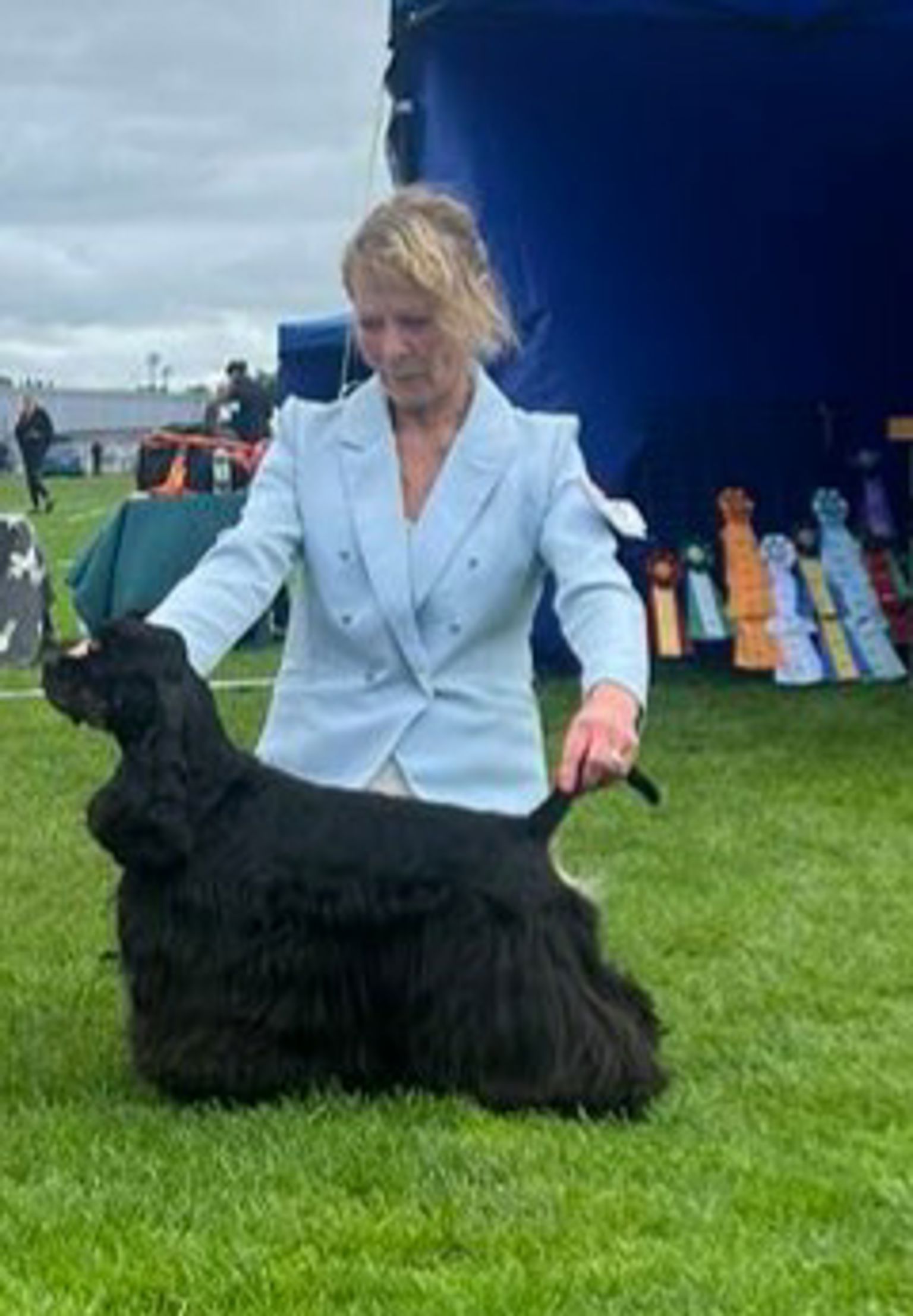 Amerikansk cockerspaniel