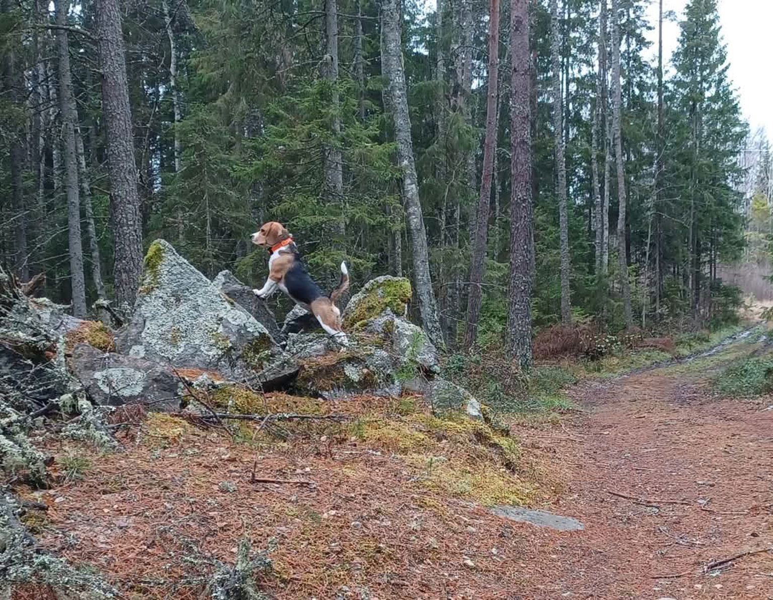 Beagle