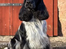 Cockerspaniel 