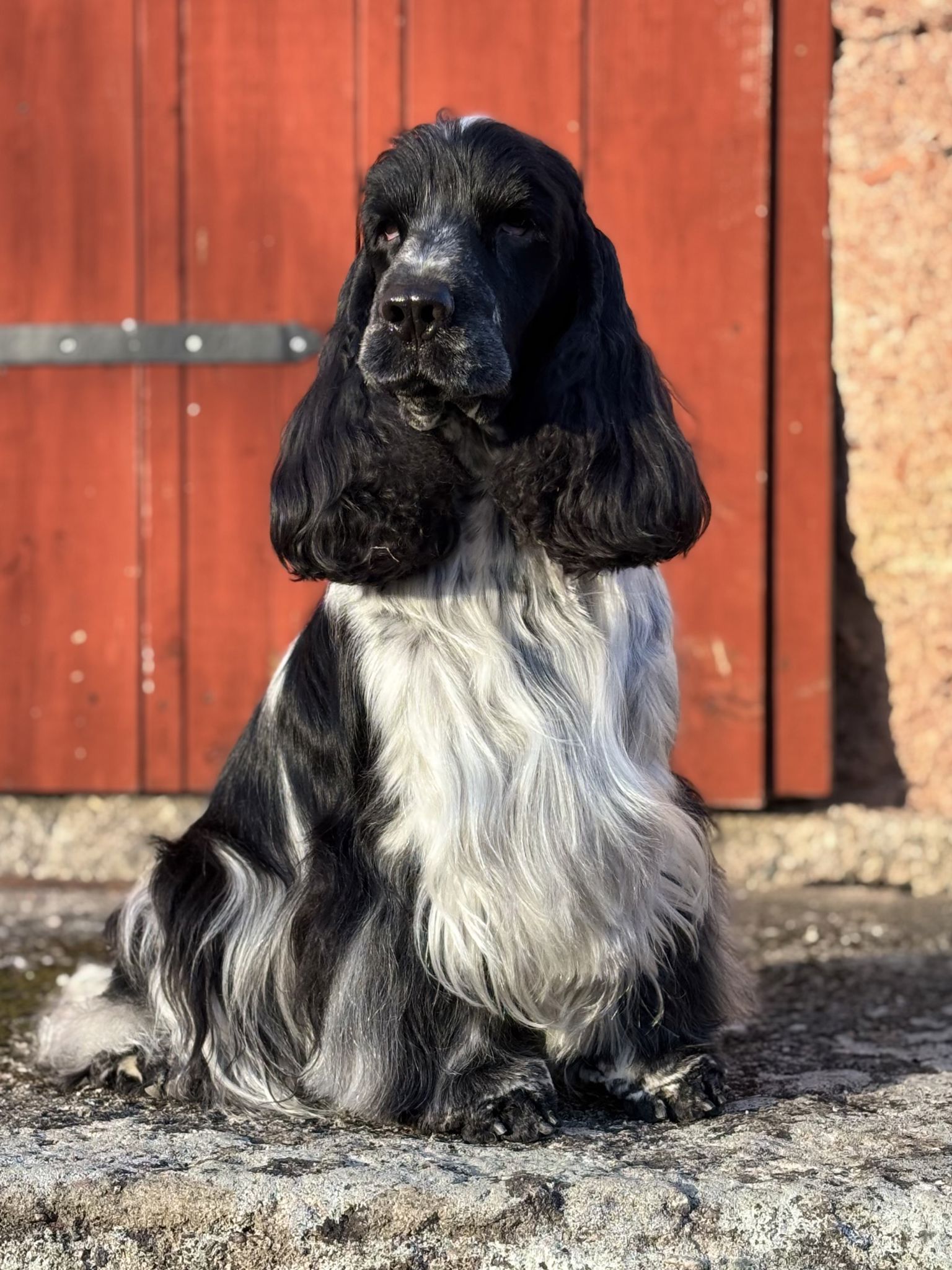 Cockerspaniel 