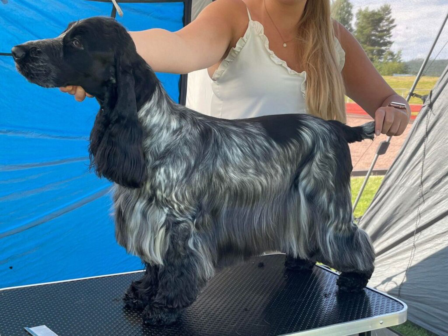 Cockerspaniel