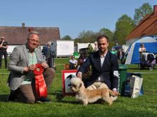 Dandie dinmont terrier 