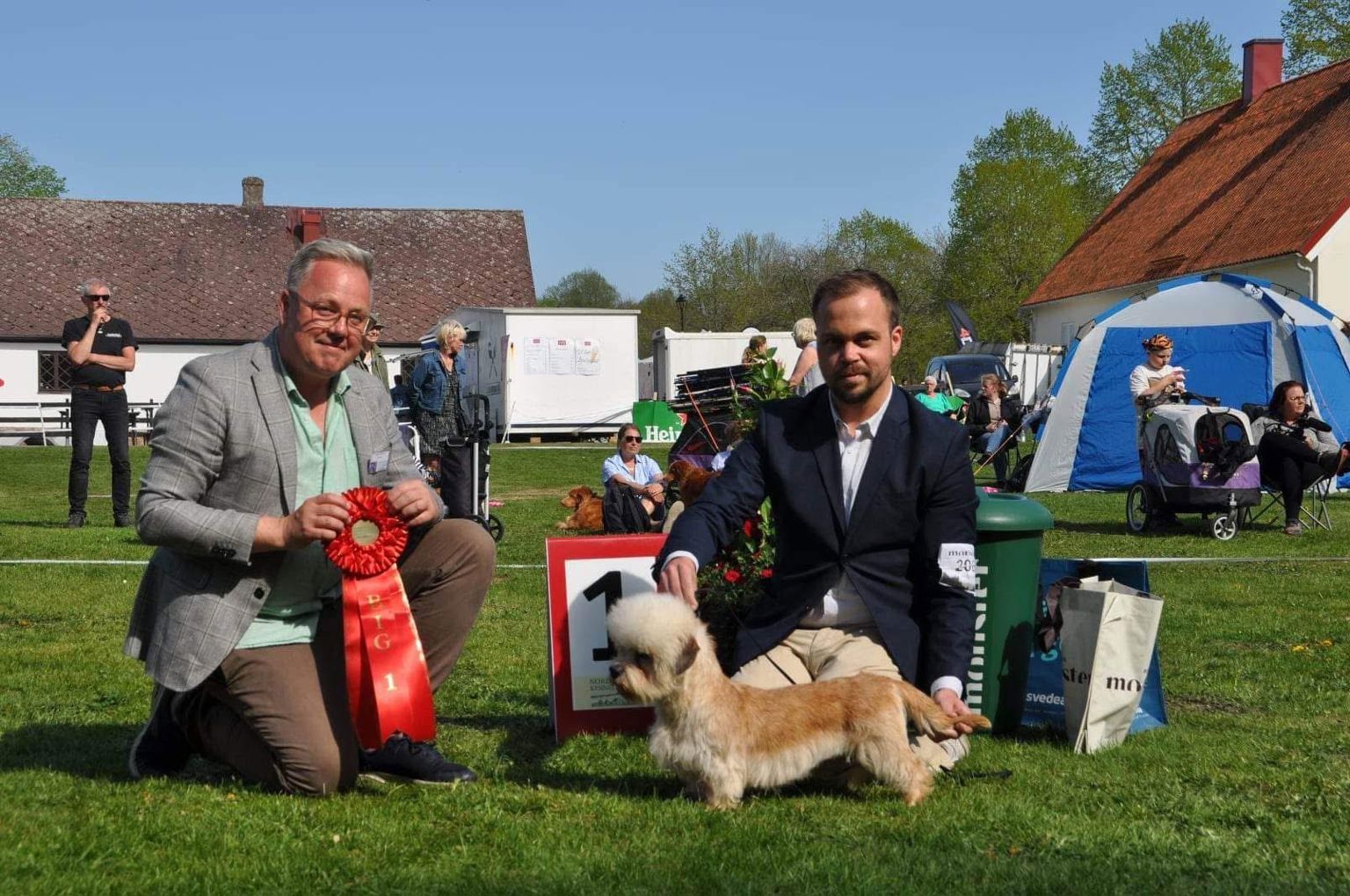 Dandie dinmont terrier 