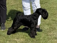 Dvärgschnauzer svart