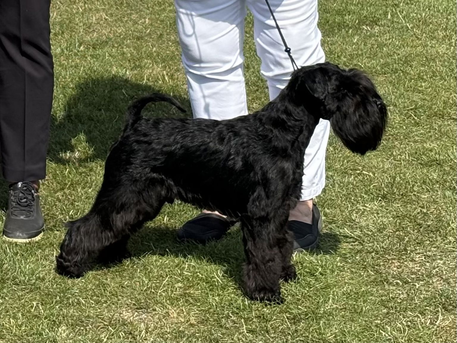 Dvärgschnauzer svart