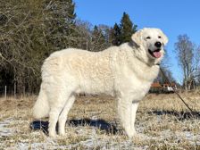 Kuvasz