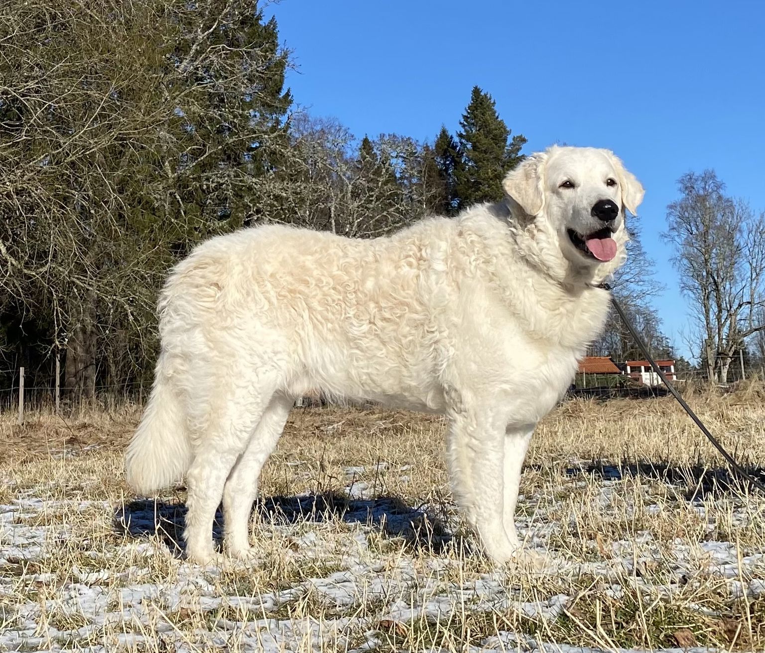 Kuvasz