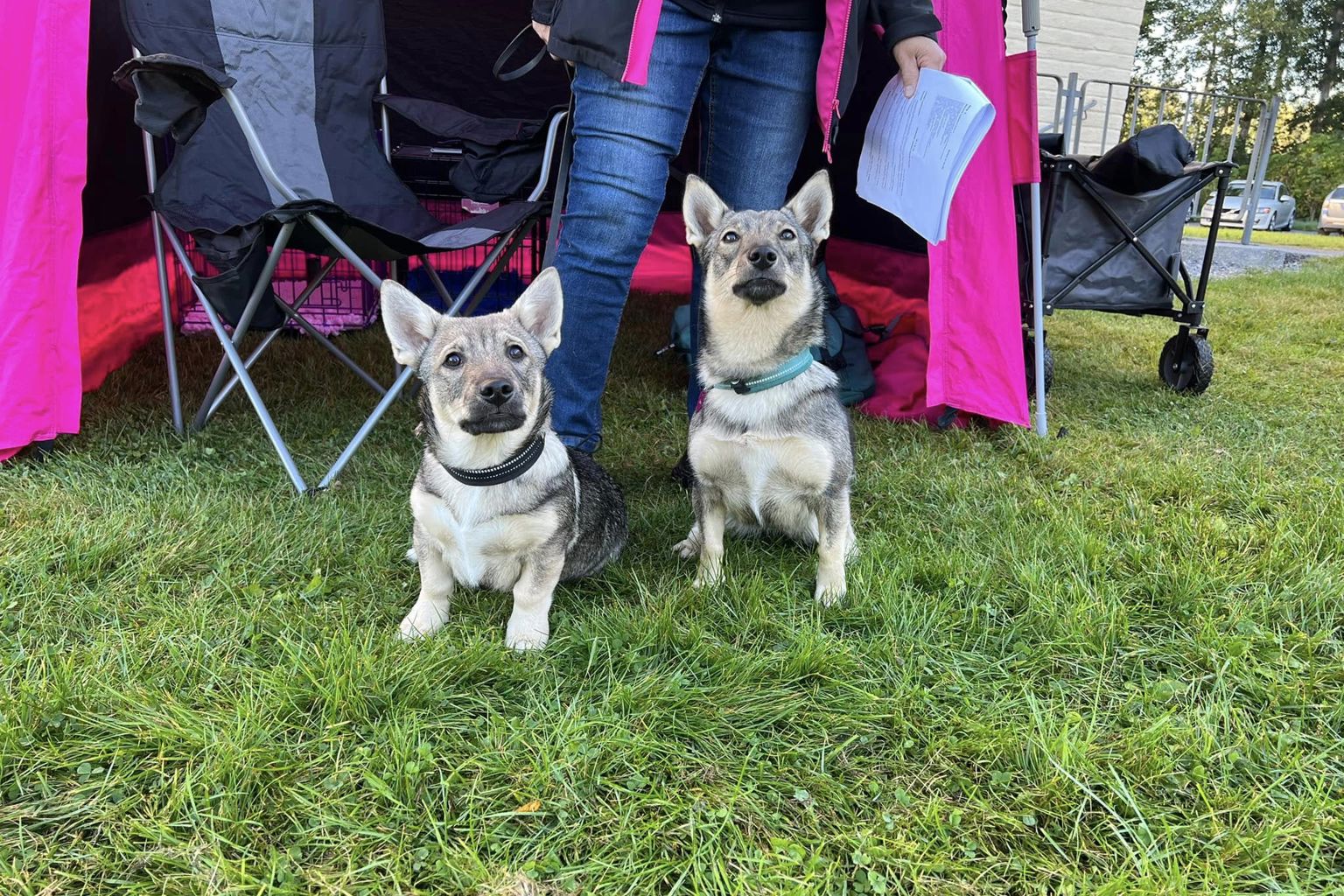 västgötaspetsar som sitter framför ett tält