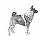 Norsk älghund, grå (gråhund)